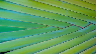 美国，檀香山，植物，绿色，热带，植物，叶子，绿色