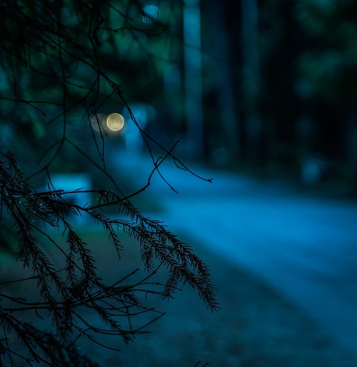 树叶的选择性聚焦摄影