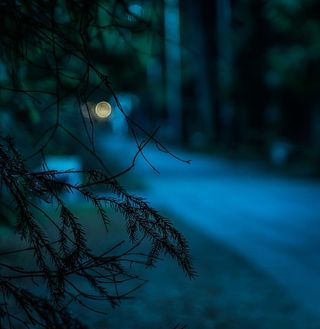 树叶的选择性聚焦摄影