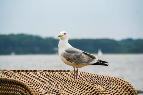 海鸥,黑头鸥,鸟,比尔,春天,生物,动物,动物主题 海鸥,黑头鸥,鸟,比尔,春天,生物,动物,动物主题