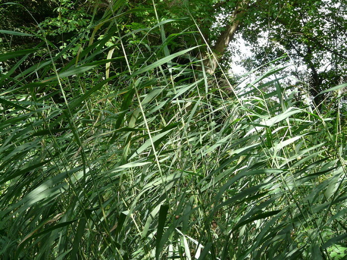 芦苇，普通芦苇，芦苇，普通，普通芦苇，芦苇，芦苇，甘草，禾本科