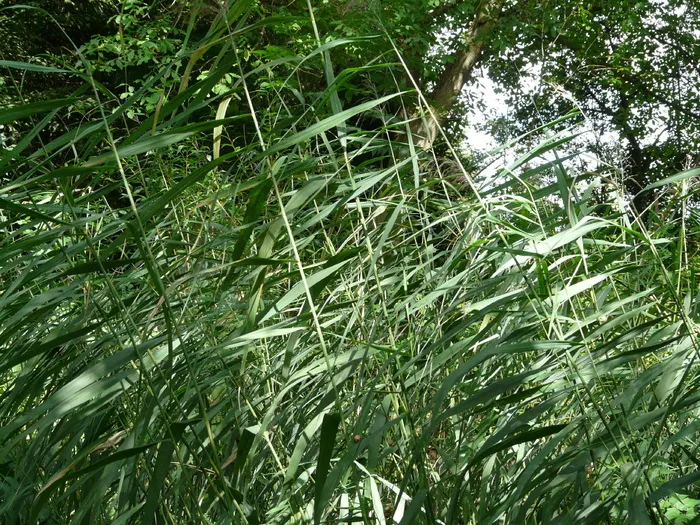 芦苇，普通芦苇，芦苇，普通，普通芦苇，芦苇，芦苇，甘草，禾本科