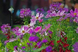 夏天的花，草地，自然，夏天，花，植物，开花，开花