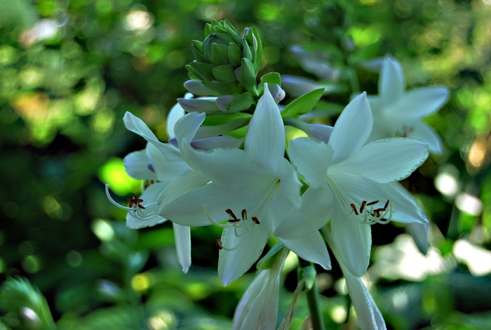 自然，植物，玉簪叶，寄主，花，花园，叶，生长