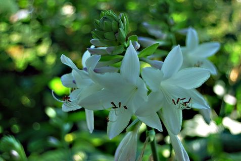 自然，植物，玉簪叶，寄主，花，花园，叶，生长