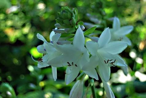 自然，植物，玉簪叶，寄主，花，花园，叶，生长