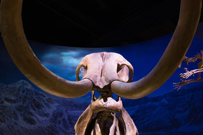 恐龙，灭绝动物，野生，骨骼，动物身体部位，动物头骨，动物，角类