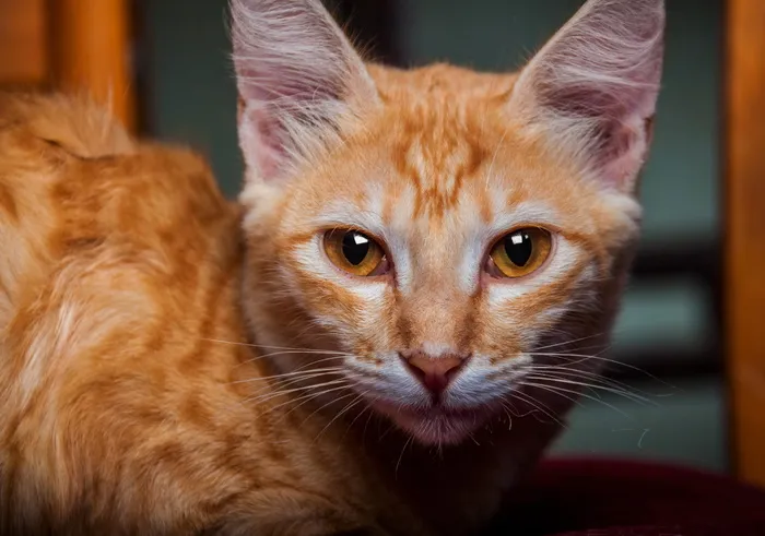 猫，小猫，毛茸茸的，漂亮的，眼睛，华丽的，宠物，宠物