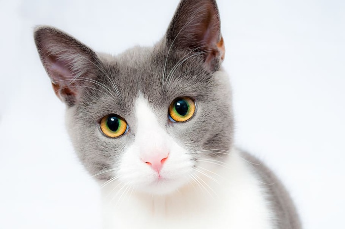 灰白色短毛猫
