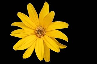 花朵，花朵，黄色，花朵，黄色花朵，花朵，夏天，黑色背景