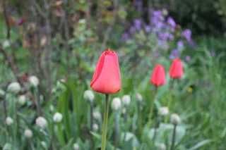 植物，花，dragør，丹麦，花，郁金香，花瓣，天南星科