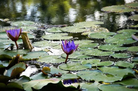 睡莲,水花,植物,睡莲垫的花,睡莲,荷兰花,湖水,叶子 睡莲,水花,植物,睡莲垫的花,睡莲,荷兰花,湖水,叶子