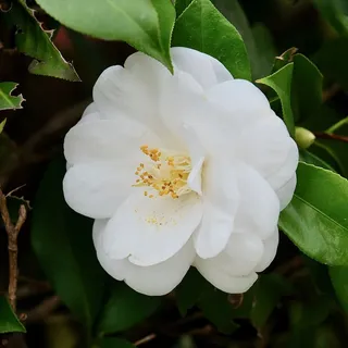 花,白色,茶花,春天,纯净,开花植物,自然之美,生长 花,白色,茶花,春天,纯净,开花植物,自然之美,生长