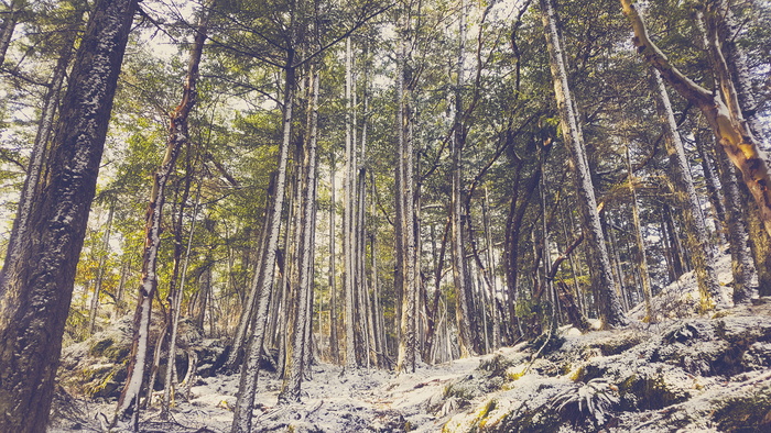 加拿大，温哥华岛，森林，冬天，雪，新鲜，脆，户外