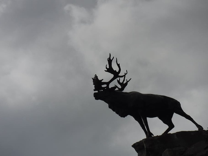 剪影，狗，狗，宠物，哺乳动物，动物，野生动物，羚羊