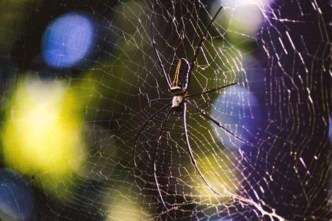 印度，兰奇，自然，蜘蛛，蜘蛛网，动物主题，动物，脆弱性