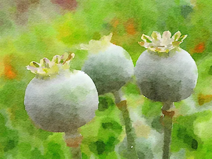水彩画，艺术，花，罂粟，绿色，植物，没有人，室内