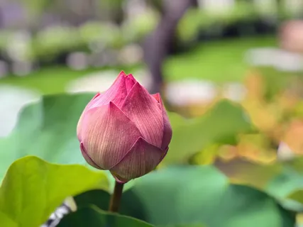 莲花、花蕾、约翰逊秀、与众不同、花朵、开花植物、脆弱性、脆弱性 莲花、花蕾、约翰逊秀、与众不同、花朵、开花植物、脆弱性、脆弱性
