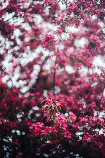可爱的粉色花朵从树枝上盛开