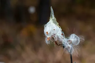 马利筋，杂草，密歇根，种子，豆荚，白色，棉花，特写