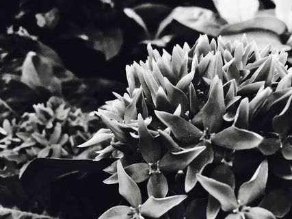 阿拉伯联合酋长国，迪拜，自然，黑白，花卉，生长，植物，自然之美