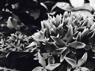 阿拉伯联合酋长国，迪拜，自然，黑白，花卉，生长，植物，自然之美