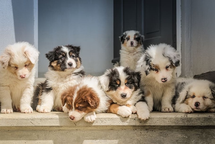 长皮白色幼犬窝