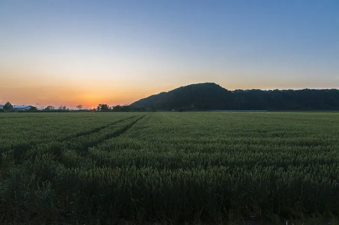 日落，北海道，自然，田野，农业，景观，植物，乡村景色