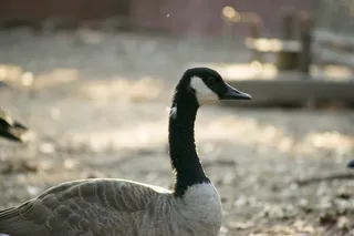 奥克兰，梅里特湖，美国，光，明亮，眼睛，比尔，鹅吃什么？