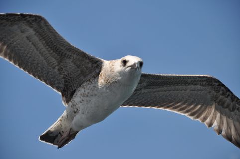 伊斯坦布尔，河口，土耳其，船，自然，早晨，eyüp sultan，海滩