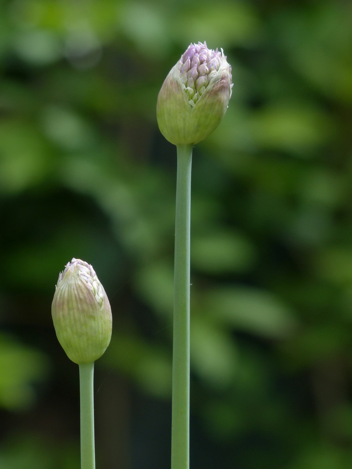 洋葱花，开花，开花，洋葱，茎，花，紫色，粉色