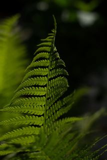 蕨类植物的选择性聚焦照片