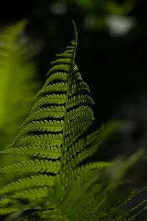 蕨类植物的选择性聚焦照片 蕨类植物的选择性聚焦照片