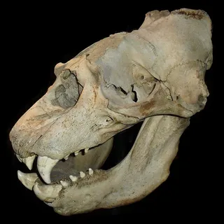 白色动物骷髅,骷髅,骷髅,骷髅,死亡,恐怖,死亡,幽灵 白色动物骷髅,骷髅,骷髅,骷髅,死亡,恐怖,死亡,幽灵