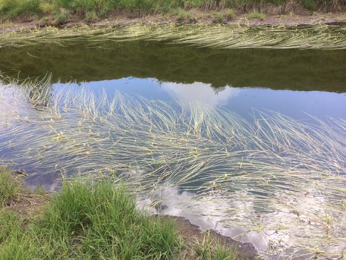 水池、镜像、生物区、植物、草、水、宁静、自然