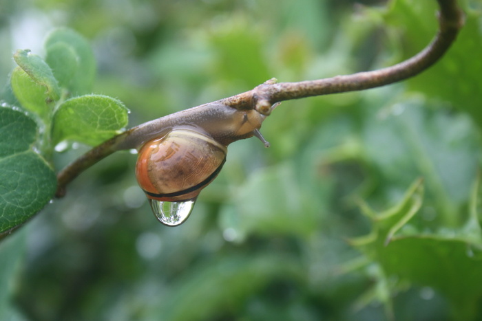 蜗牛，雨，出汗，速度，植物，特写，叶子，生长