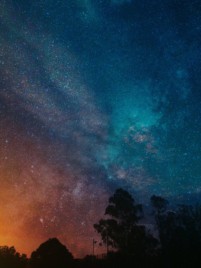 蓝色和橙色夜空下的树木