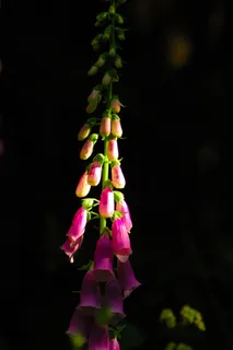 毛地黄,花,绿色,黑色,紫色,植物,开花植物,自然之美 毛地黄,花,绿色,黑色,紫色,植物,开花植物,自然之美