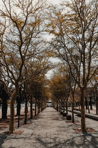 白天有树的空通道