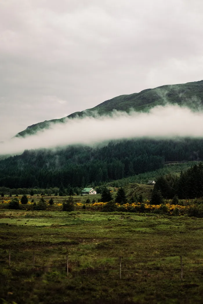 白天被树木环绕的房子