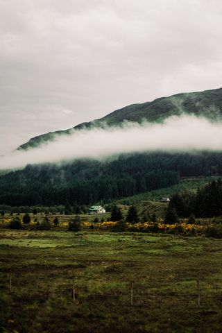白天被树木环绕的房子