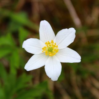 花，自然，植物，花瓣，花园，夏天，花，特写