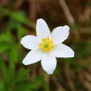 花，自然，植物，花瓣，花园，夏天，花，特写