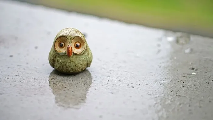 猫头鹰，玩具，雨，水，可爱，无人，特写，动物