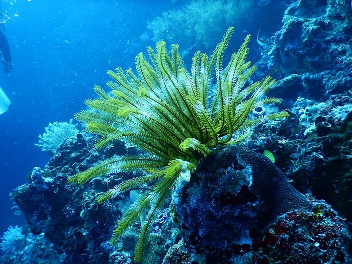 水下绿珊瑚礁