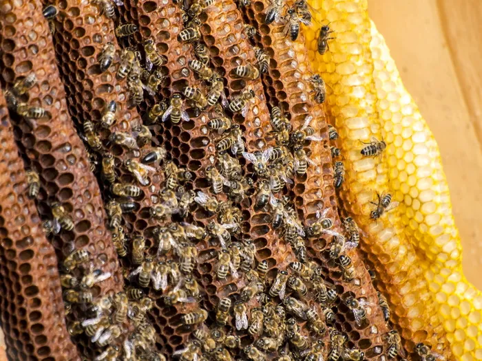 蜜蜂，蜂蜜，蜜蜂，昆虫，自然，动物，蜜蜂，蜂巢，养蜂业