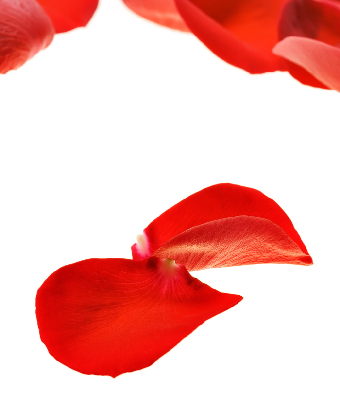 con2011，花，新鲜，礼物，孤立，花瓣，照片，红色