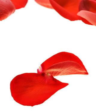 con2011，花，新鲜，礼物，孤立，花瓣，照片，红色