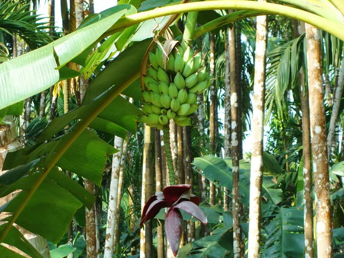 芭蕉，绿色，香蕉，绿色，香蕉，槟榔果园，马尔纳德，北方卡纳达，印度