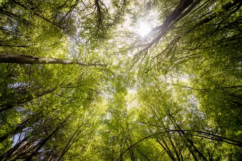 自然、树干、太阳、森林、树枝、乡村、日光、环境 自然、树干、太阳、森林、树枝、乡村、日光、环境